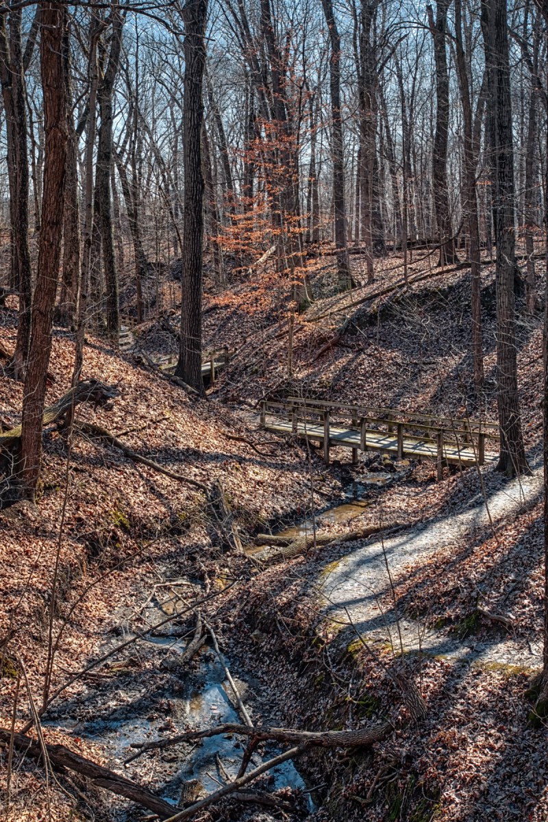 Winding Wooded Trail