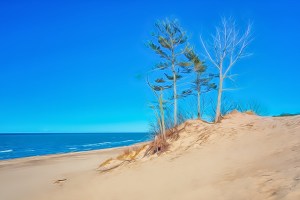 Windswept Dune