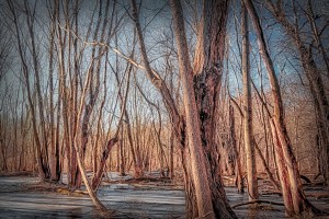 Winter Morning in Swamp Forest