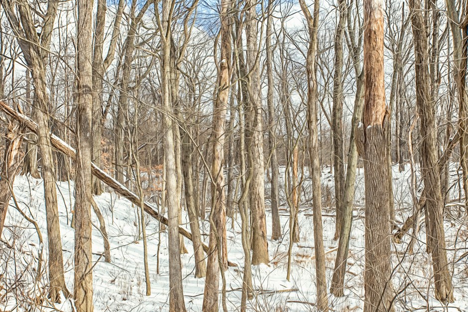 Woods in Winter Light