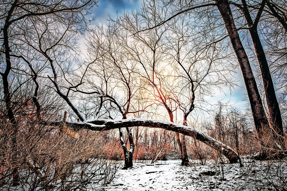 Trail Beneath Leaning Tree