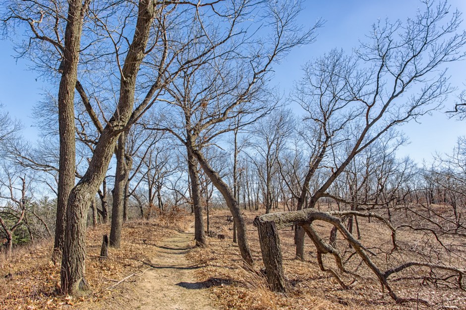 Trail Through Trees