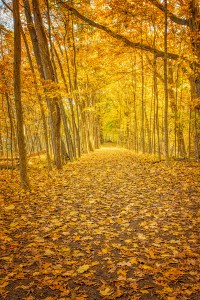 Fall Walk in Woods