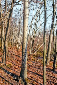 Afternoon Light in Late Autumn