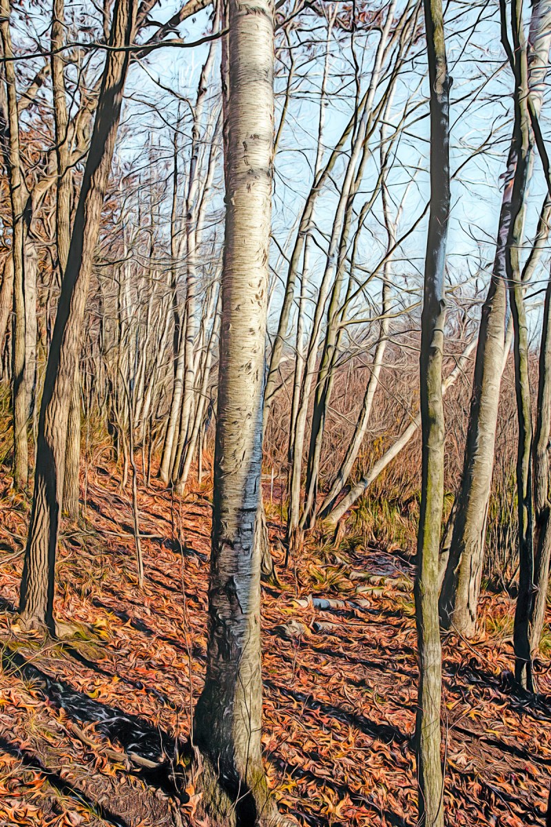 Afternoon Light in Late Autumn