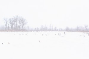 Great Marsh During Fog and Frigid Weather