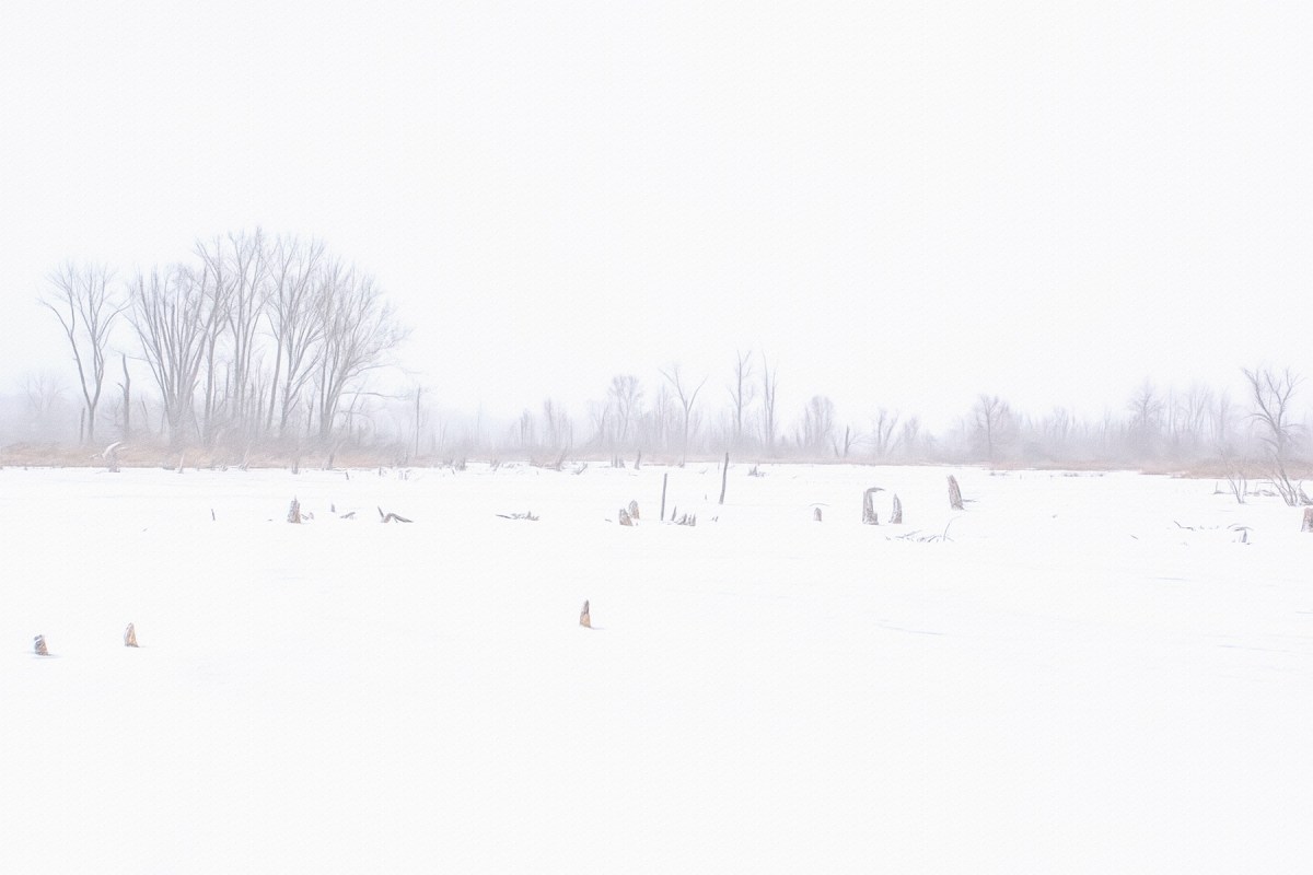 Great Marsh During Fog and Frigid Weather