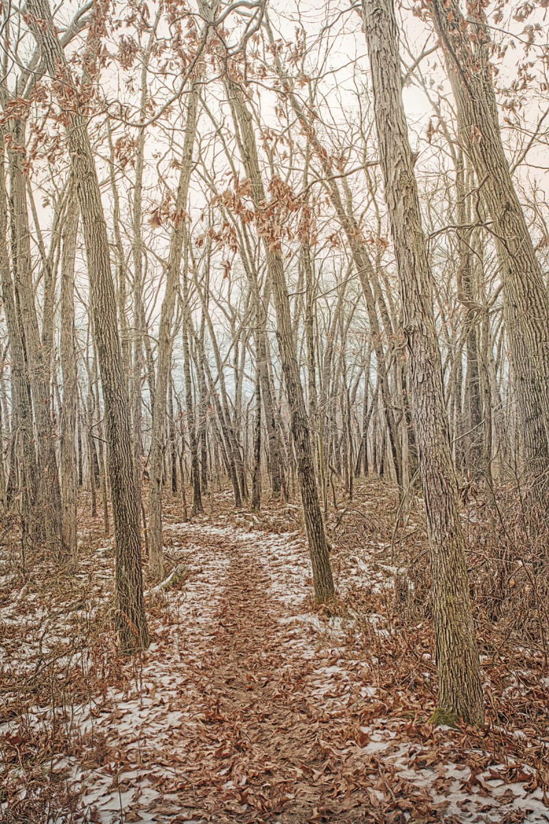 Lifting Morning Fog on Ly-co-ki-we Trail