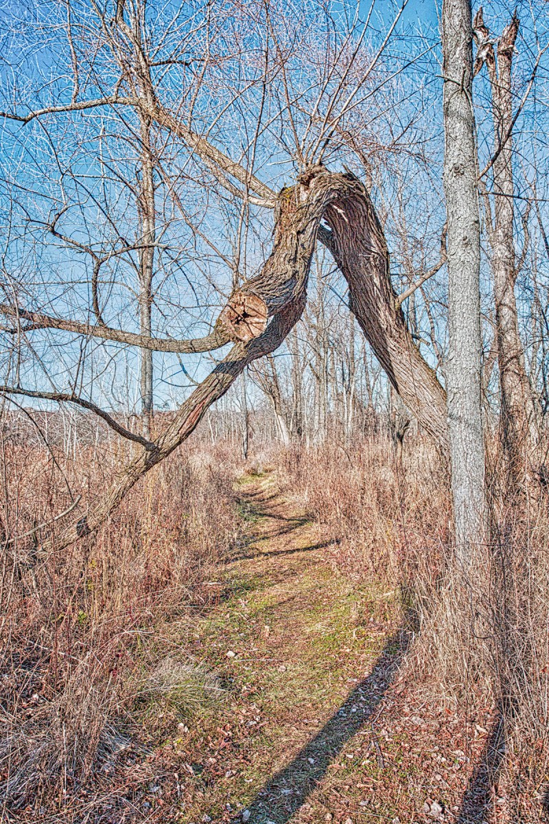 Marsh Trail at Start of December