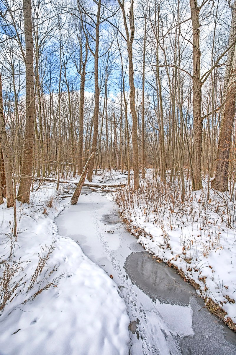 Raccoon Tracks on Partly Frozen Creek