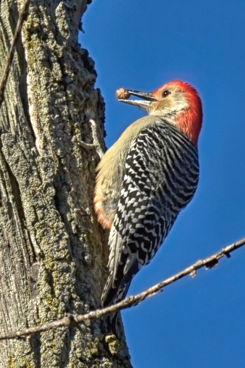 Red-Bellied Woodpecker