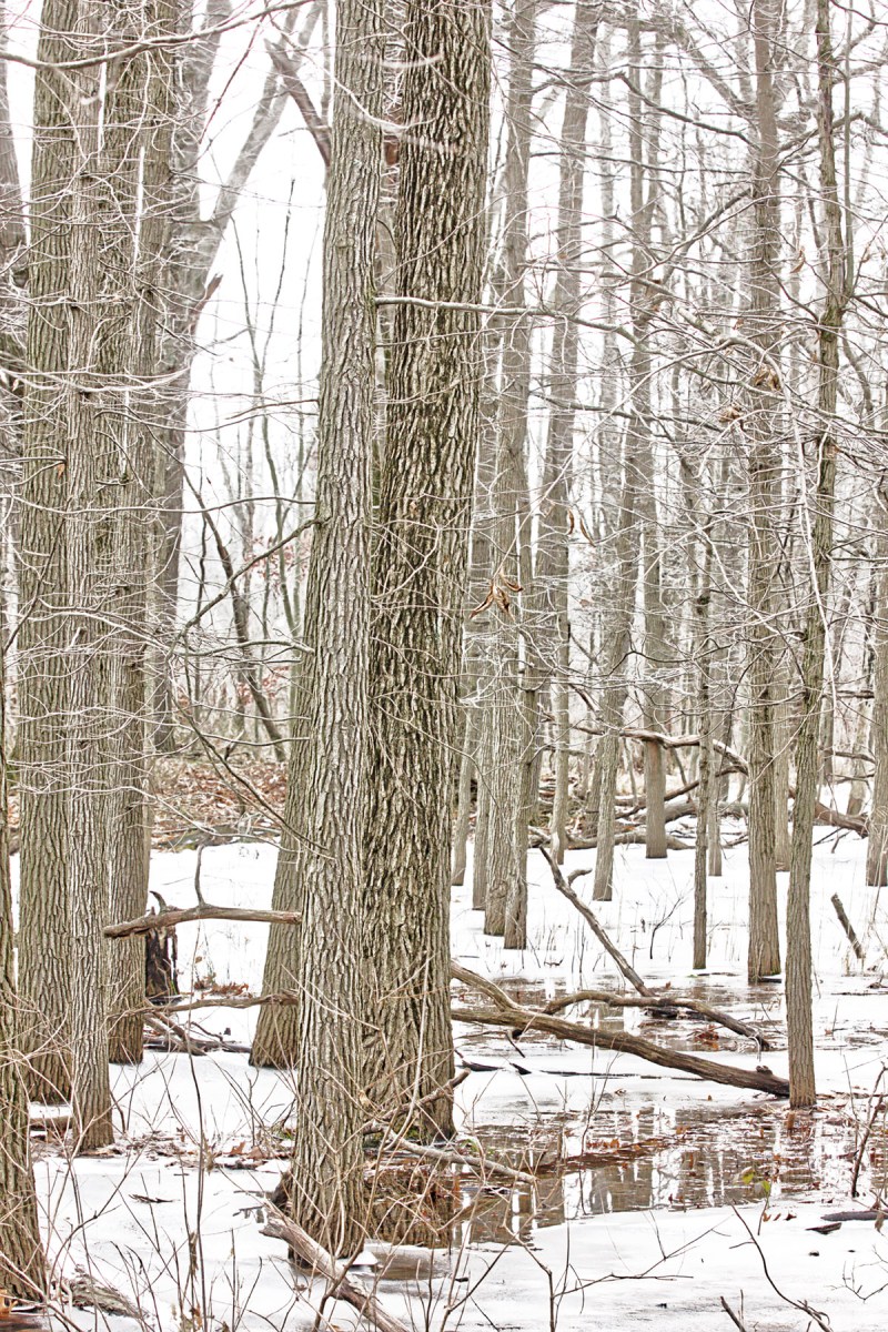 Swamp Forest After Snow