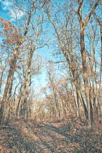 Trail Eight at Start of Winter
