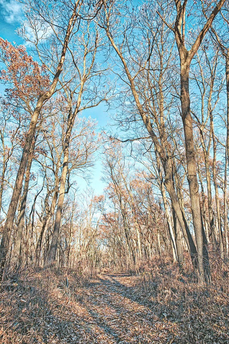Trail Eight at Start of Winter