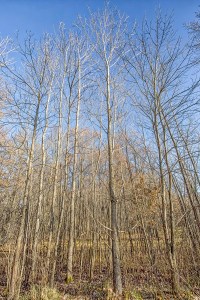 Trees at Start of December