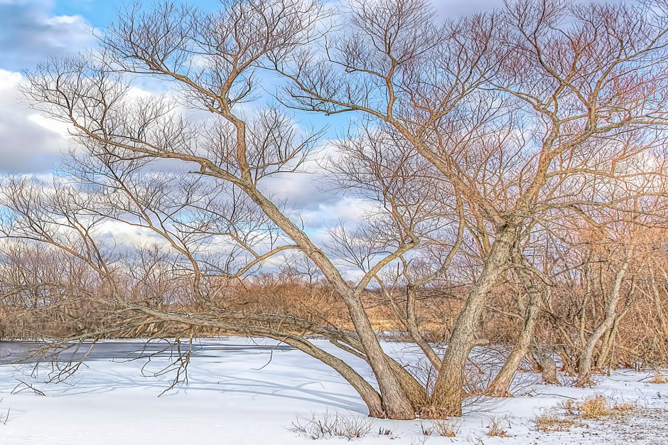 Trees Beside Pond After December Snow