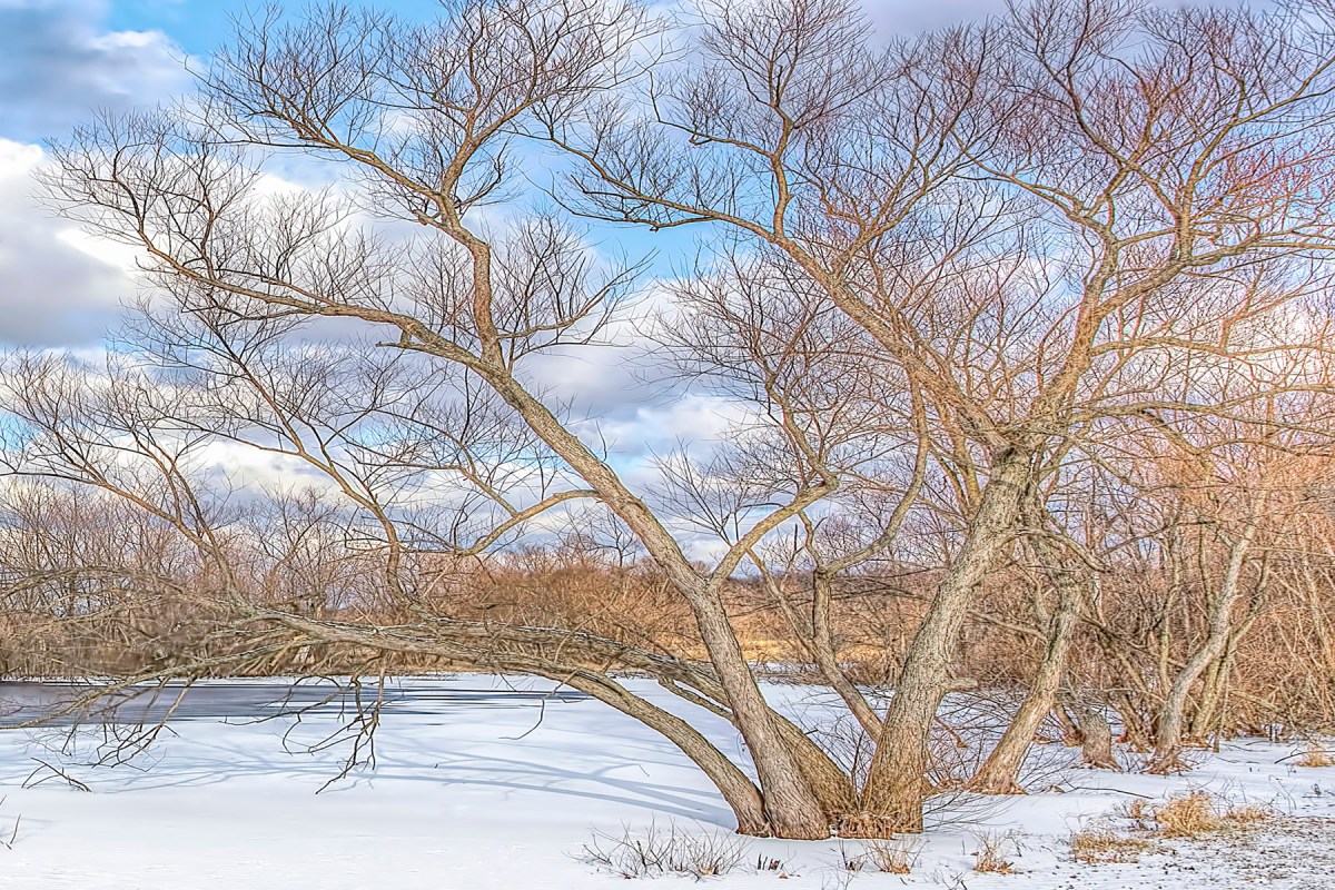 Trees Beside Pond After December Snow