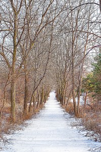 Walk Through Wintry Woods