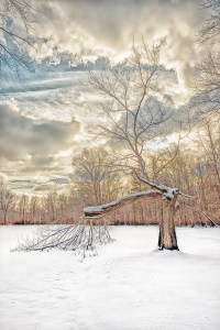 Broken Tree After Snow