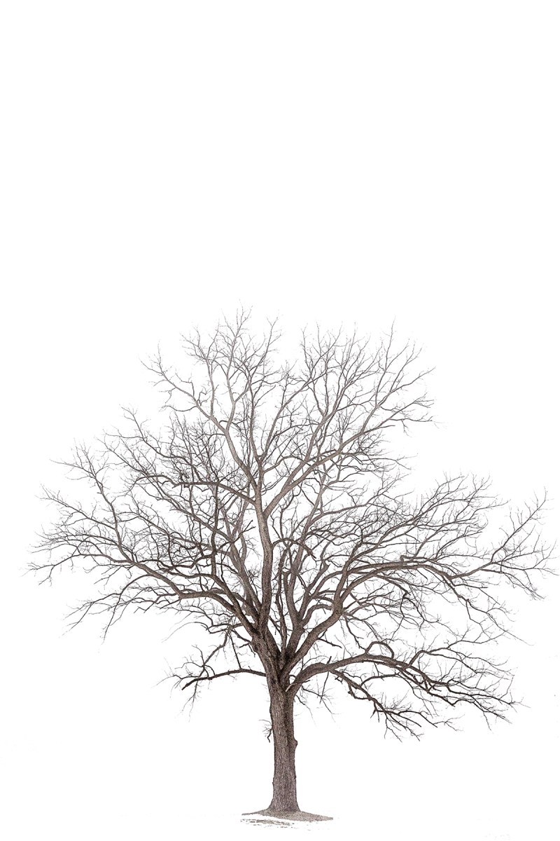 Tree in Fog AfterSnow
