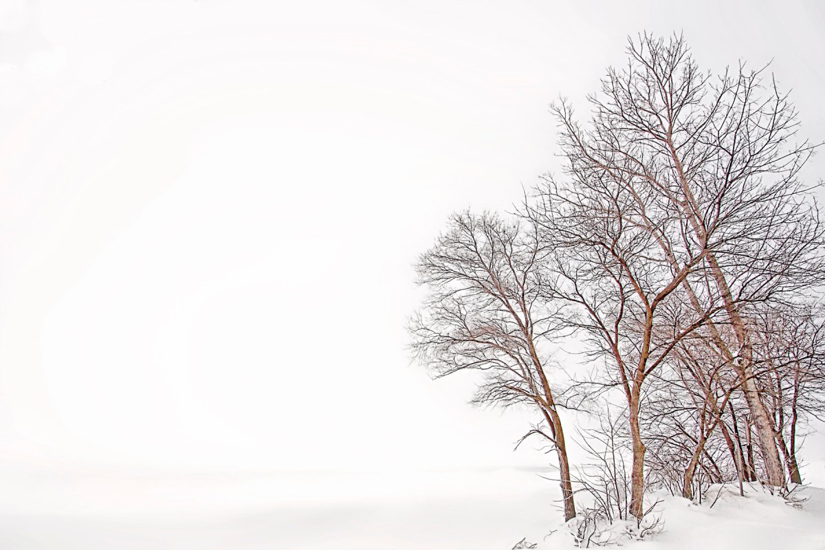 Beach Trees Beside Frozen Lake Michigan