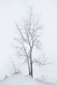 Dune Tree in Fog After Snow