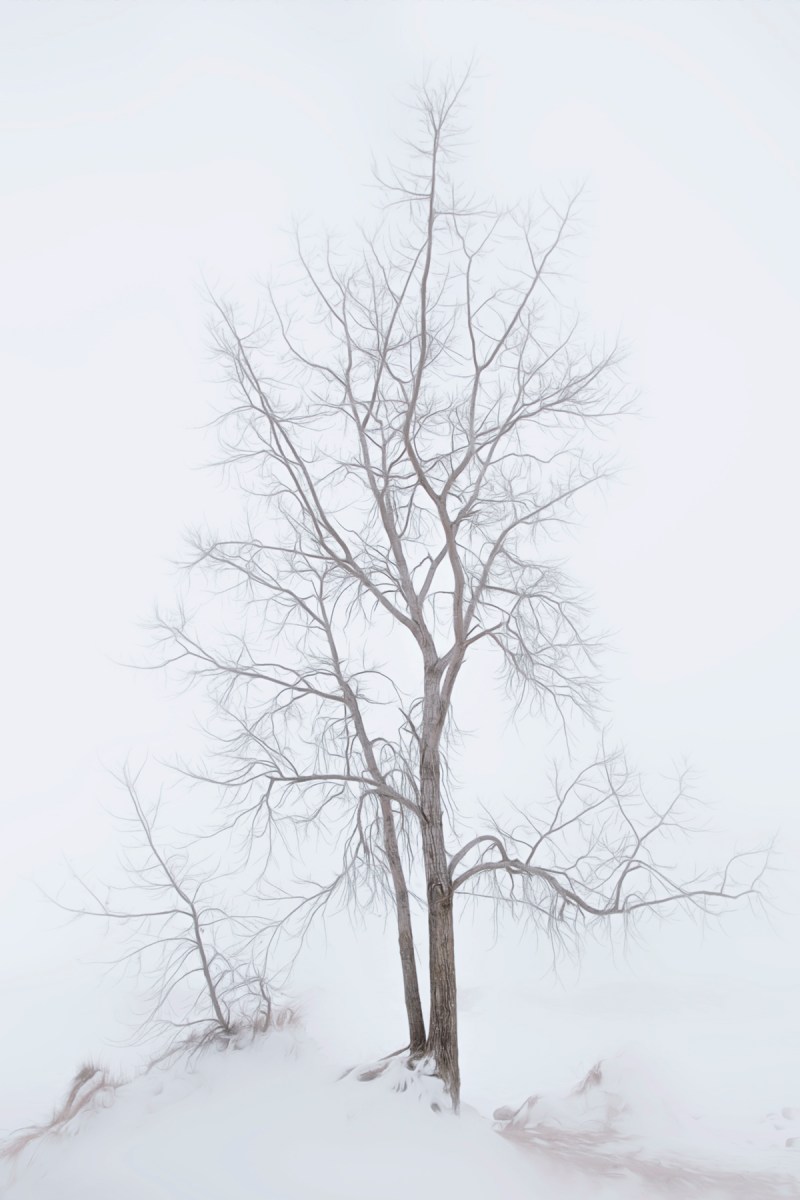 Dune Tree in Fog After Snow