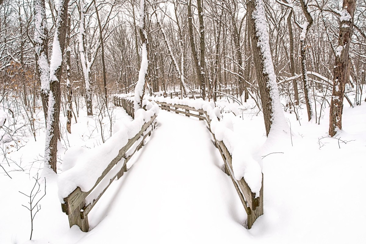 Forest Footbridge After Snowfall