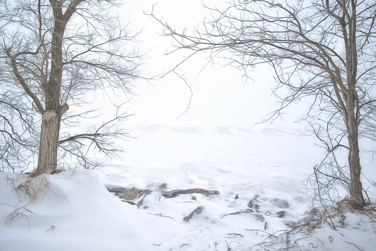 Pair of Trees and Lake Michigan Shelf Ice