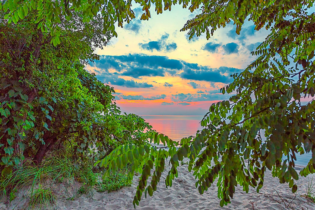 Sunset Through Beach Trees