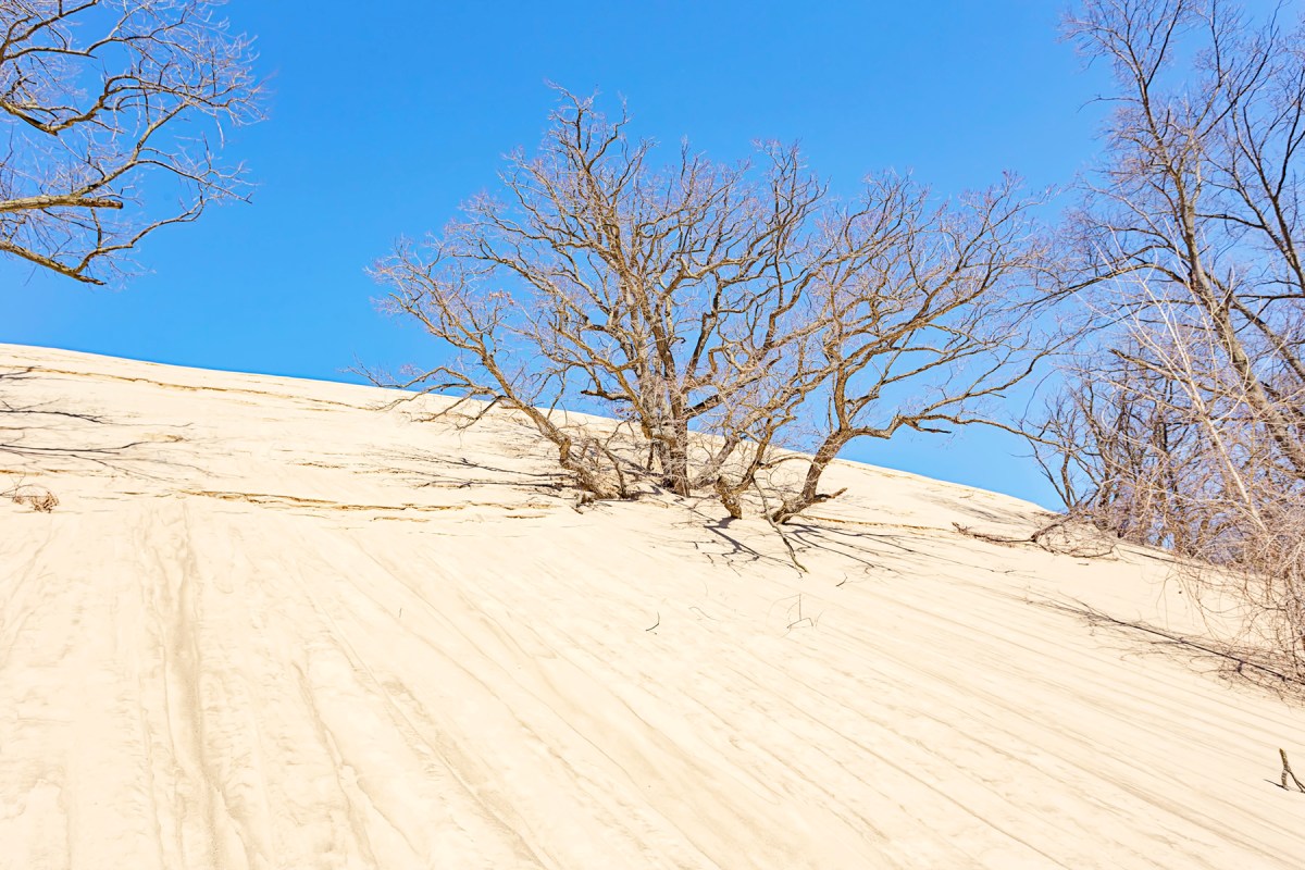 Tree Swallowed by Sand Dune During Winter