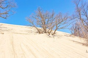 Tree Swallowed by Sand Dune During Winter