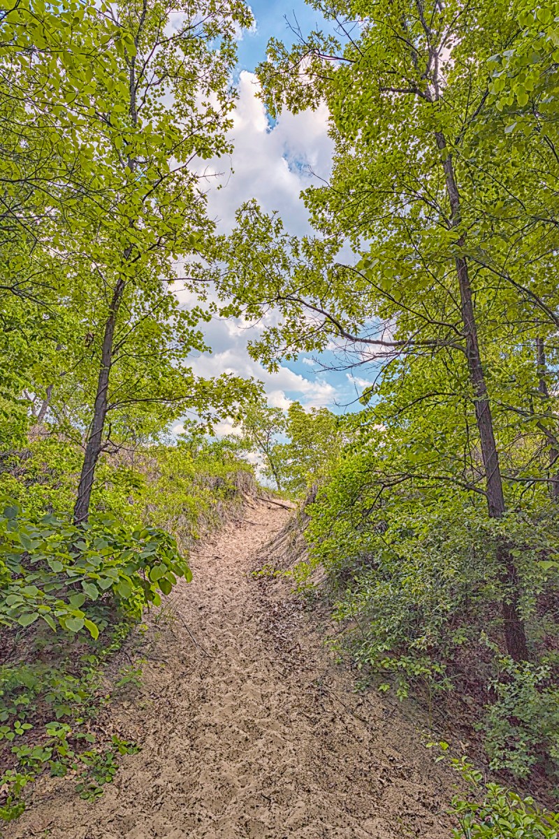 Wooded Trail to Dune Ridge in June