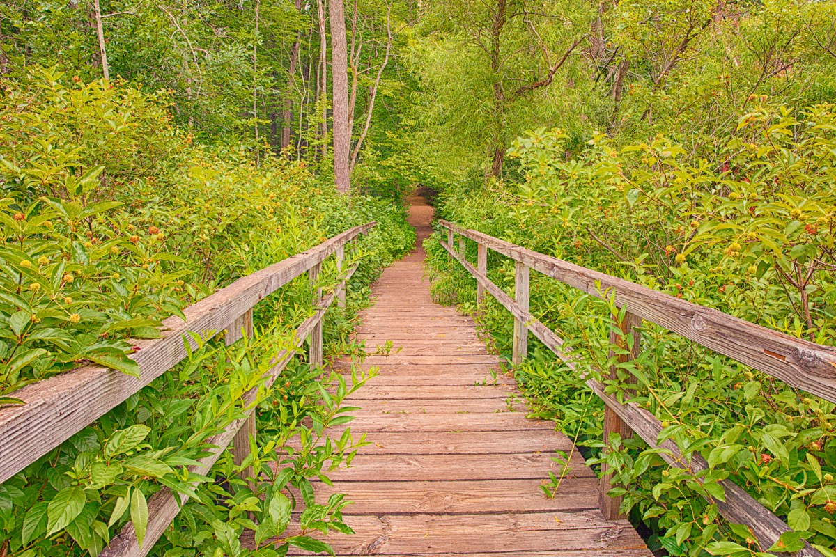 Start of Trail in Beginning of August