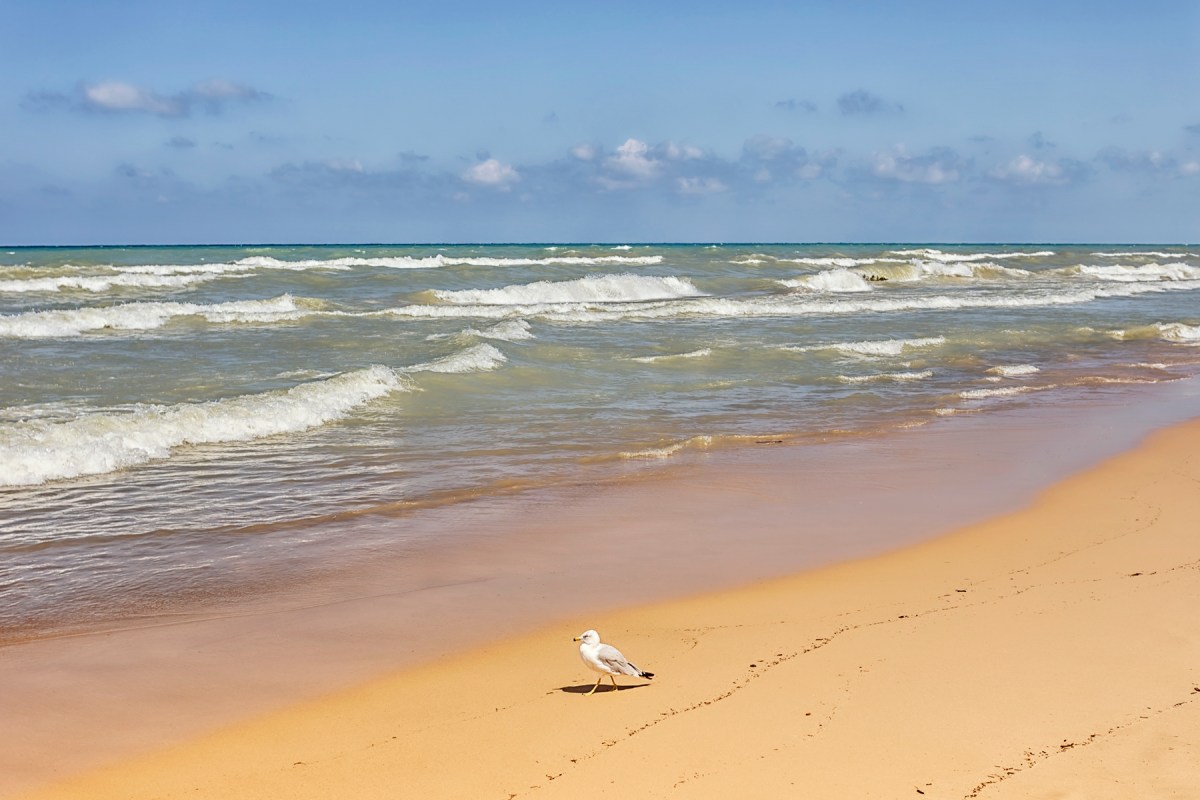 Windswept Surf with Lone Gull