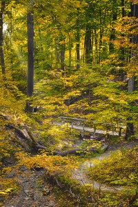Chellberg Trail in Autumn