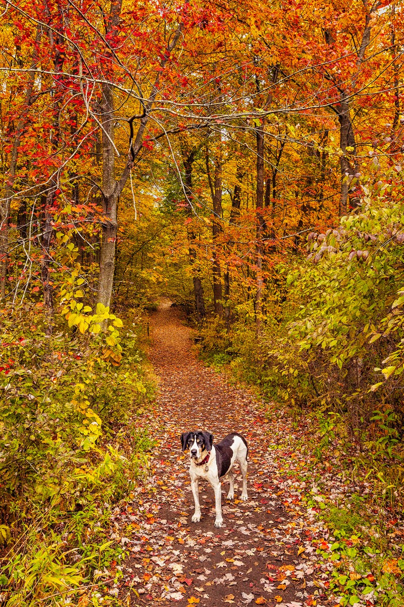 Dog at Trail Eight