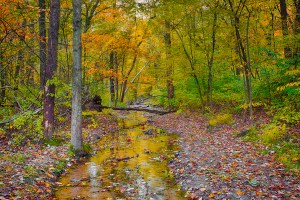 Leaf Fall at Dunes Creek