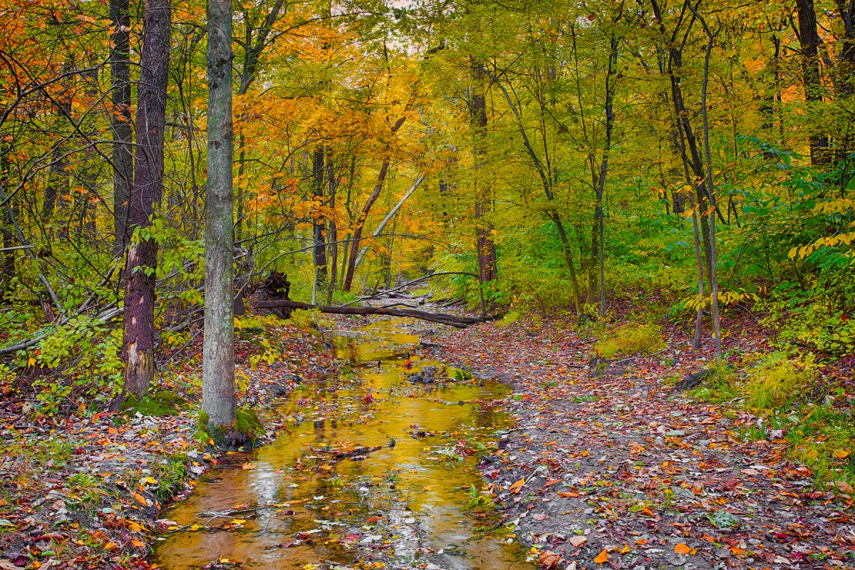 Leaf Fall at Dunes Creek