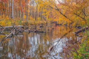 River After Morning Mist