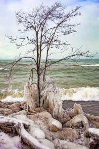 Ice Forming on Beach Tree