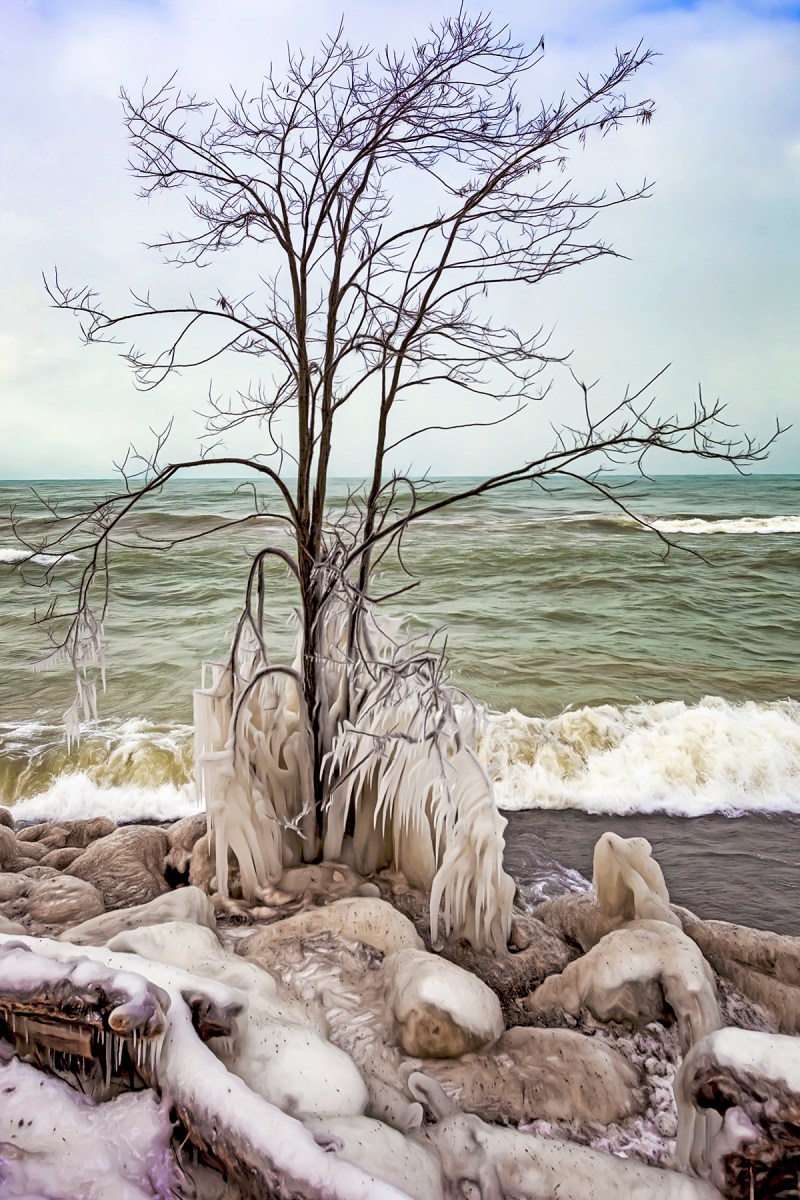 Ice Forming on Beach Tree
