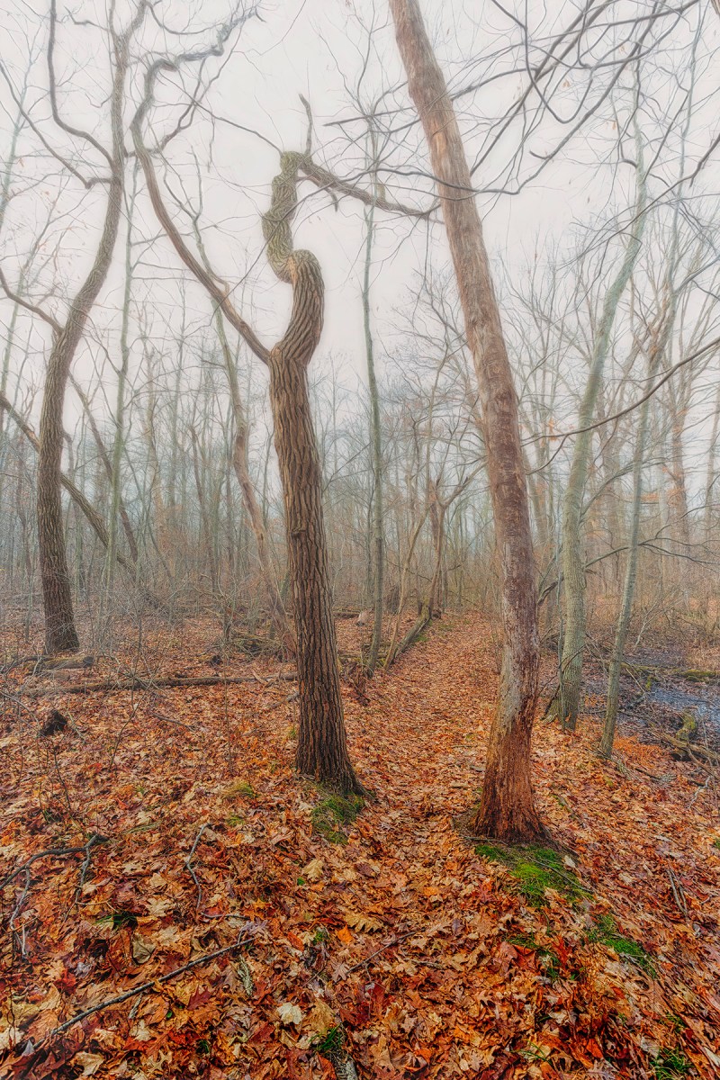 Trail Two in Winter Fog