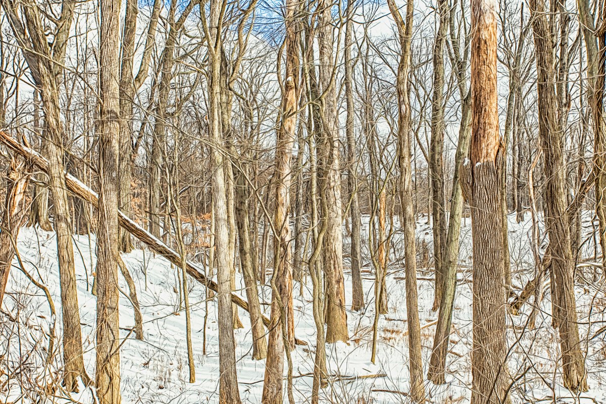 Woods in Winter Light