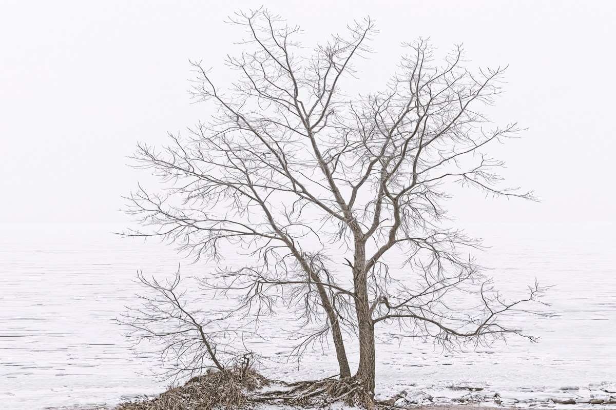 Beach Tree Before Fog Above Lake Michigan