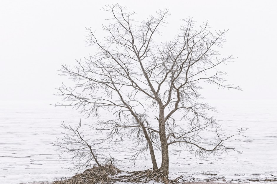 Beach Tree Before Fog Above Lake Michigan