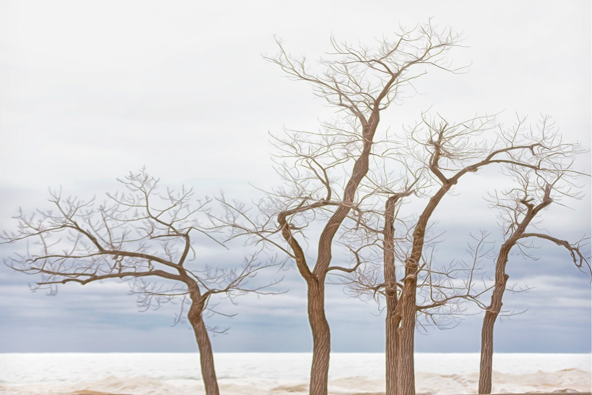 Beach Trees Beside Frozen Lake Michigan