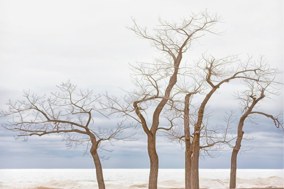 Beach Trees Beside Frozen Lake Michigan