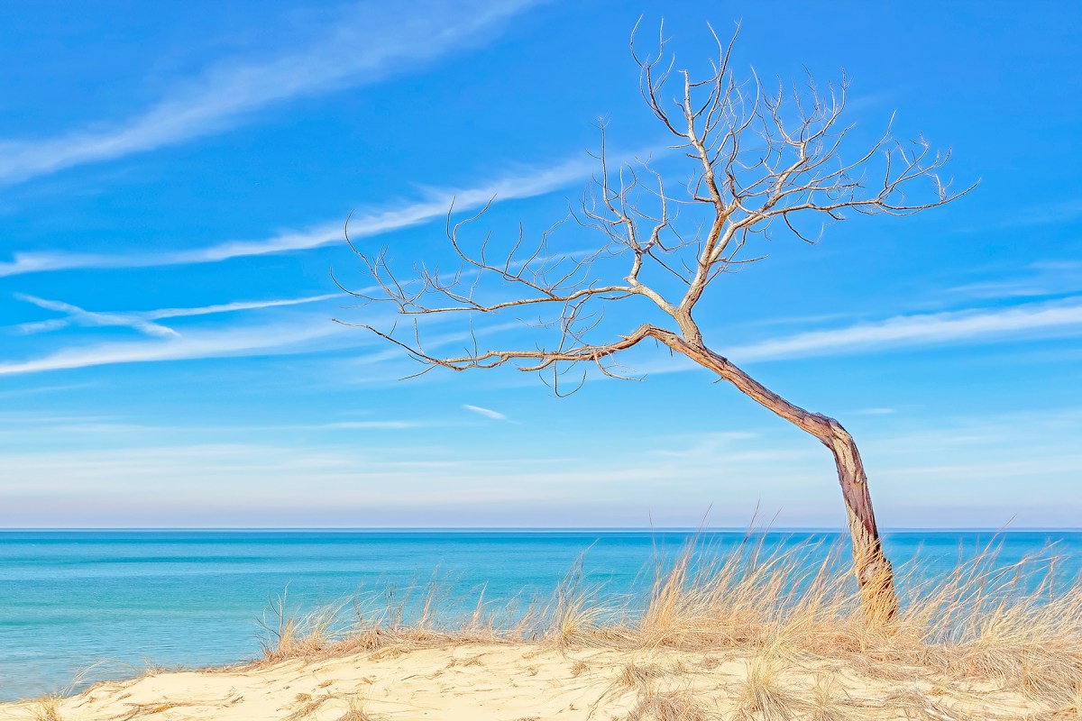 Spring Light Arrives at Indiana Dunes