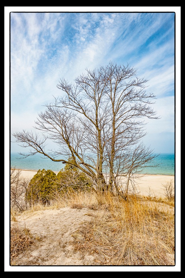 Dune Tree and Lake Haze PR sm